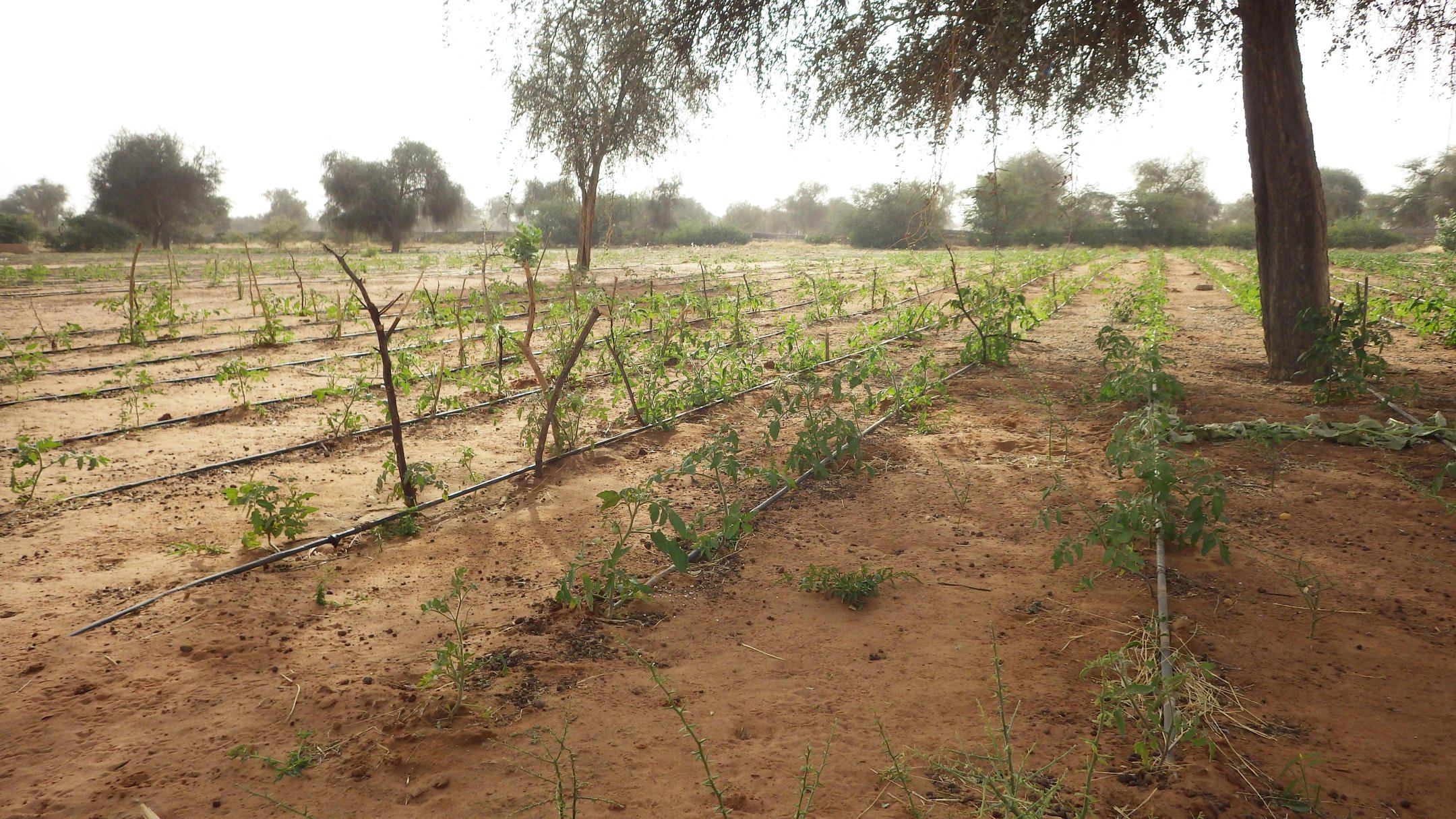 تأكل الاراضي الزراعية