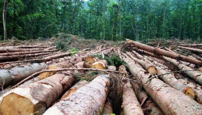 إزالة الغابات