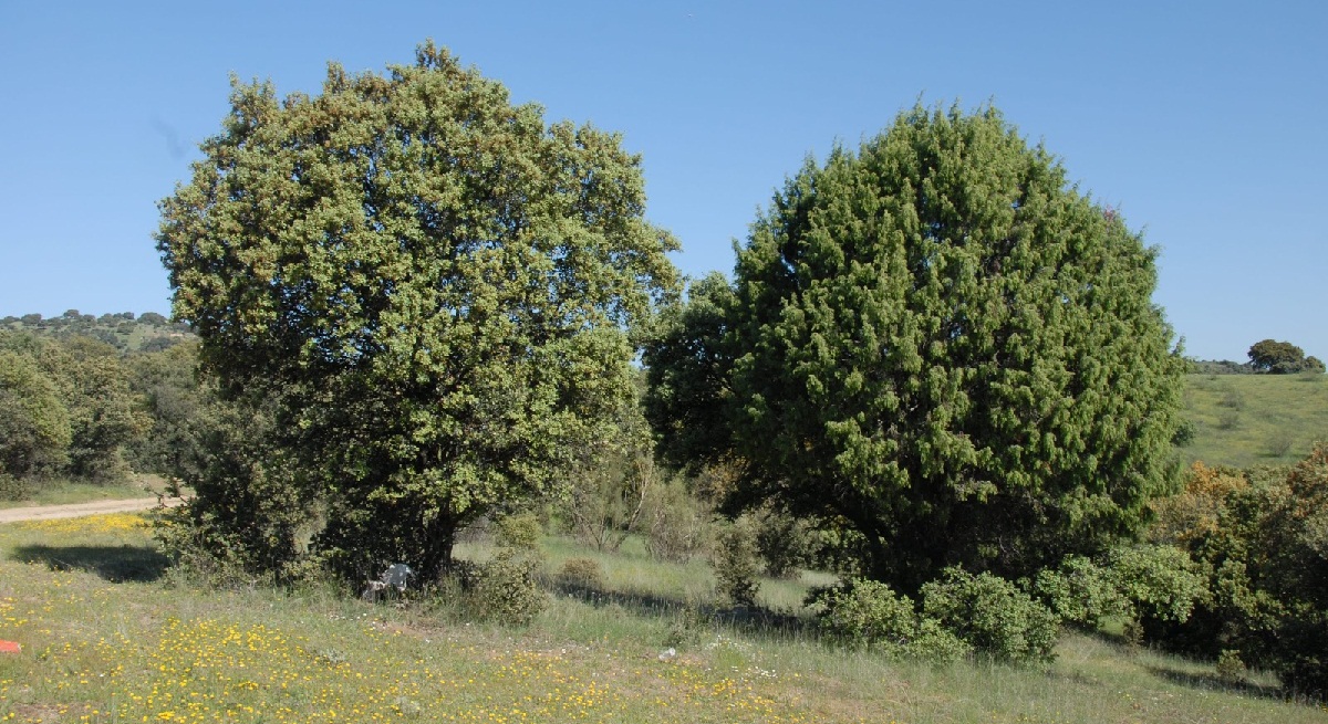 شجر المران الأمريكي المُهدد بالفناء