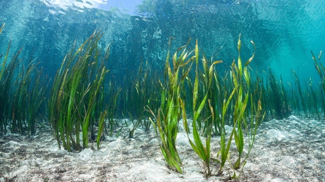 مروج الأعشاب البحرية