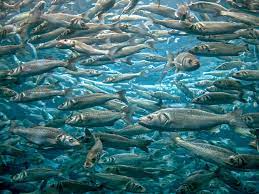 تأثر الأسماك بالملوثات