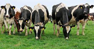 تأثير تربية الماشية على البيئة