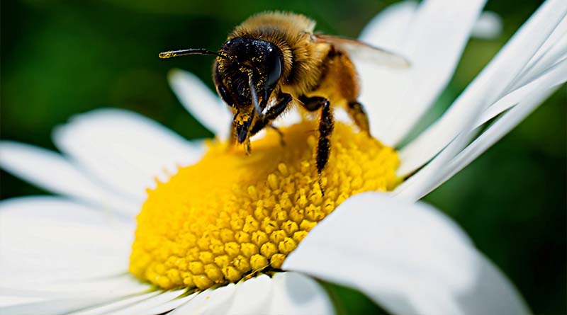 خطر التغيرات المناخية على النحل