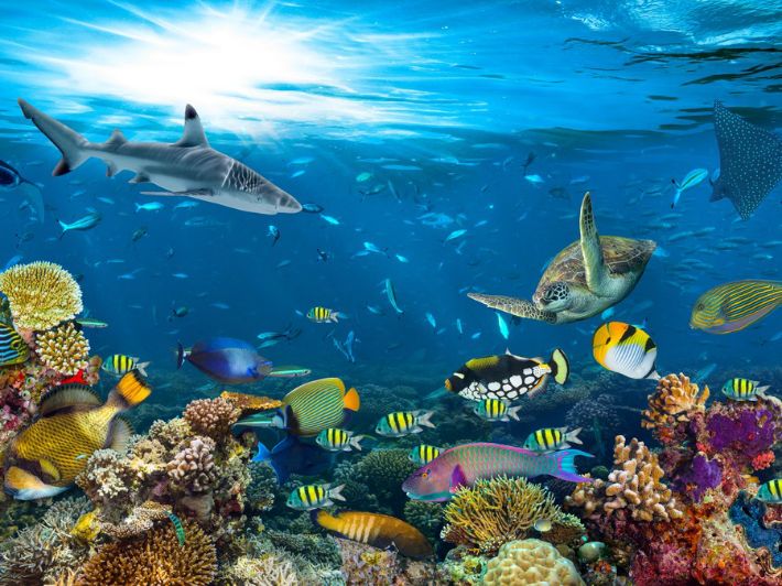 كائنات بحرية