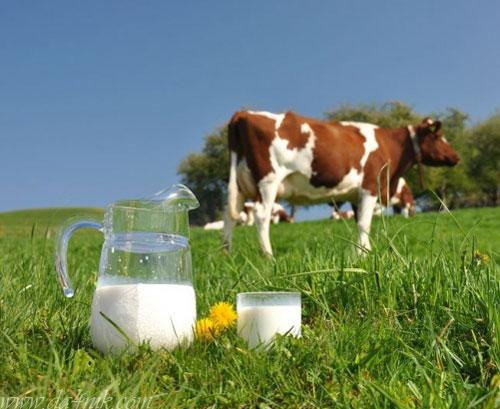 حليب الأبقار وتأثيره على المناخ