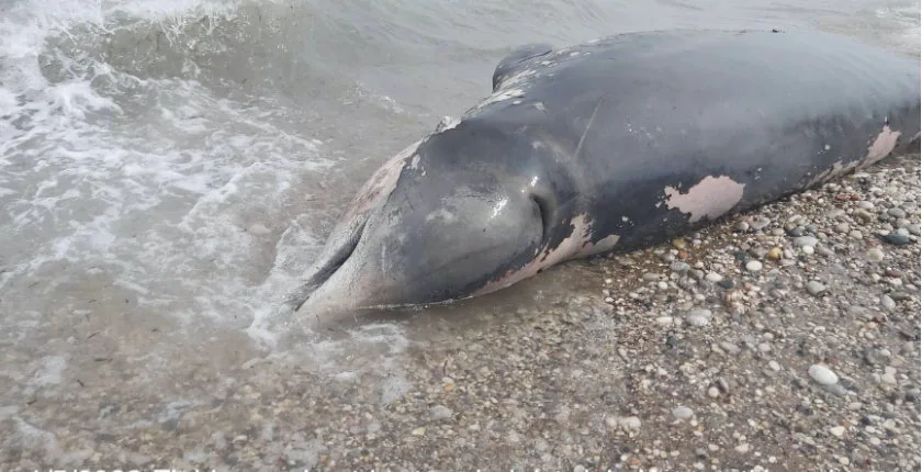 حوت يموت بسبب البلاستيك