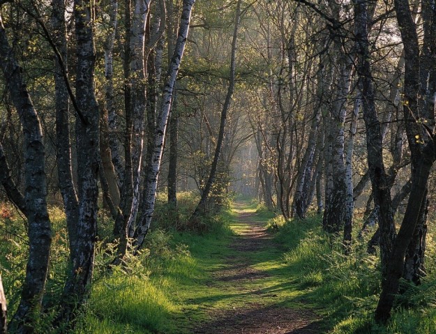 زراعة الأشجار لامتصاص الكربون