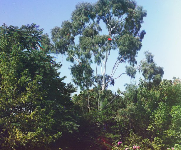 أشجار مفيدة للبيئة والإنسان