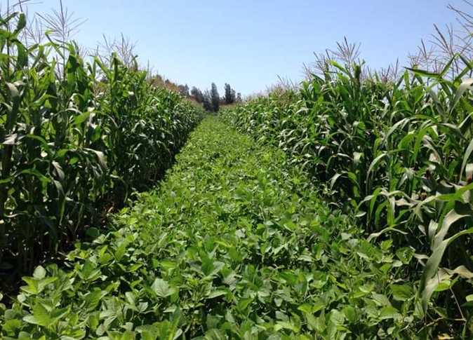 الفول الصويا والذرة