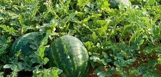 زراعةالبطيخ