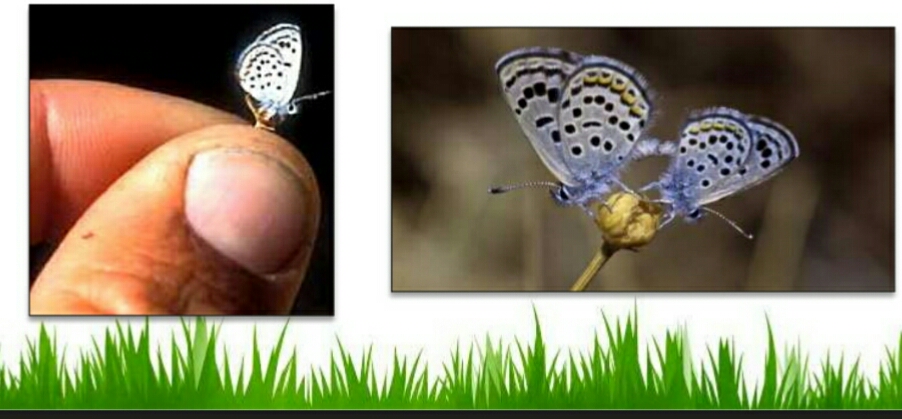 فراشات مهددة بالانقراض