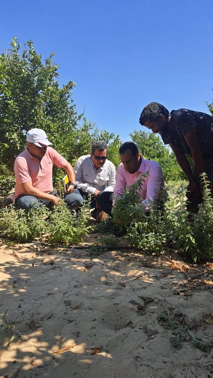 الزراعة المستدامة في سيناء