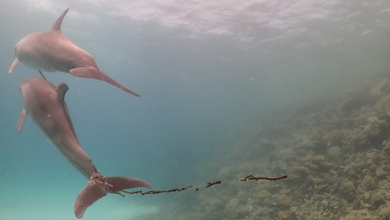 دلافين بالبحر الأحمر يعانون بسبب أساليب الصيد
