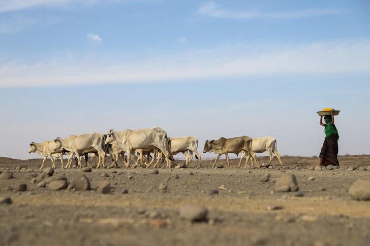أثار الجفاف تظهر على الماشية ومناطق الرعي في إثيوبيا