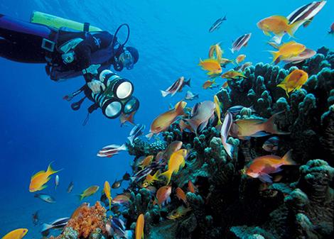 الأحياء البحرية في البحر الأحمر