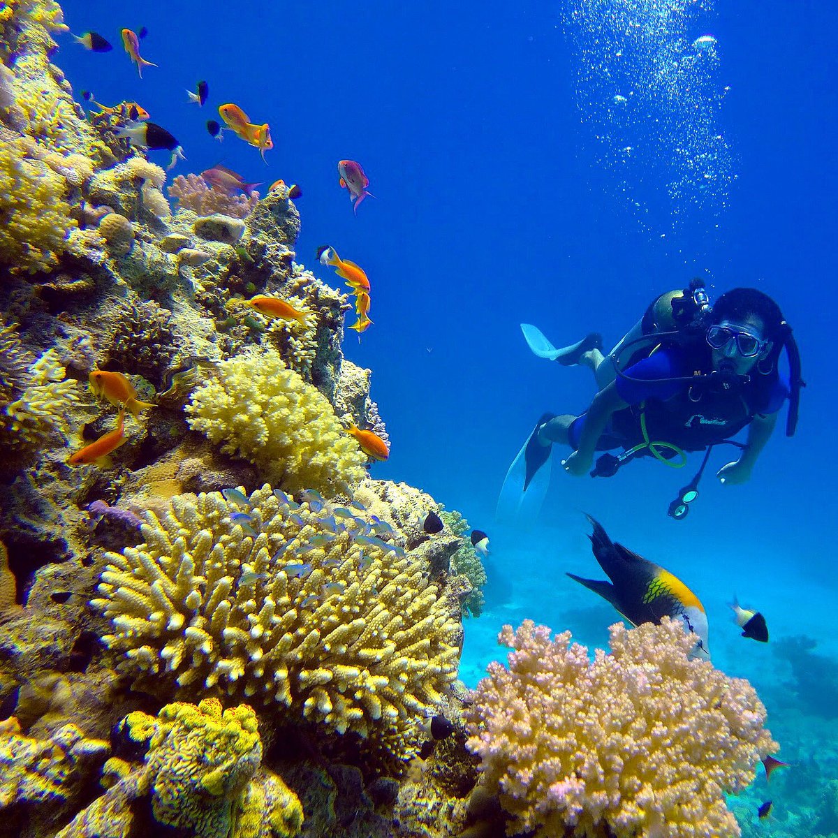 الشعاب المرجانية في البحر الأحمر