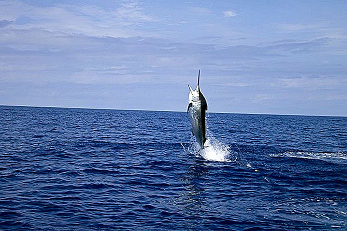 حماية التنوع البيولوجي