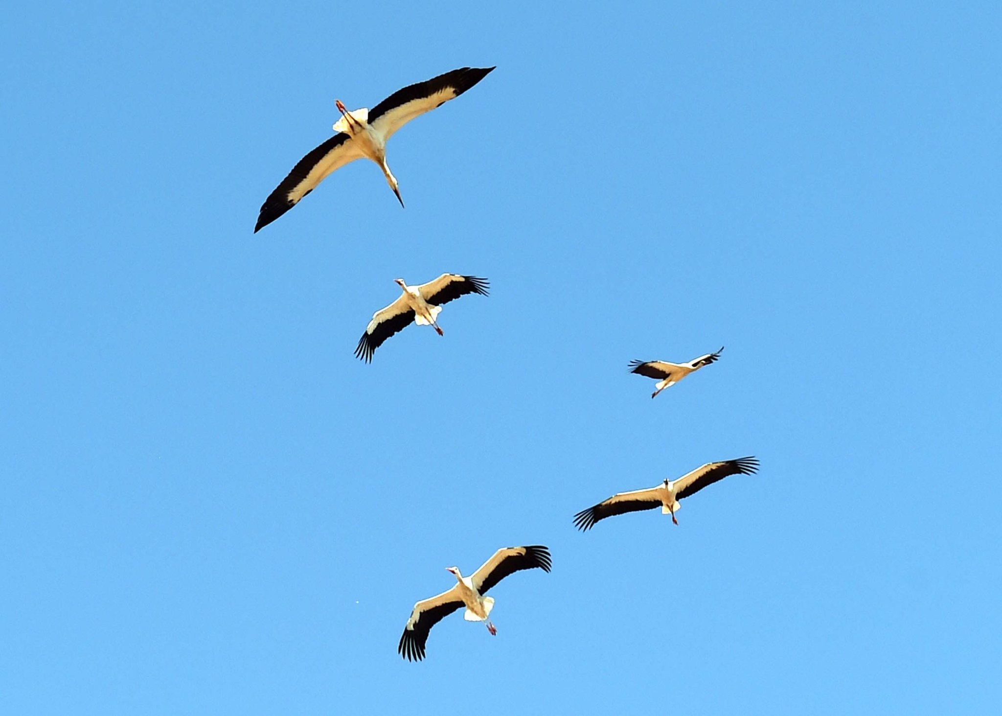 مسارات الطيور المهاجرة