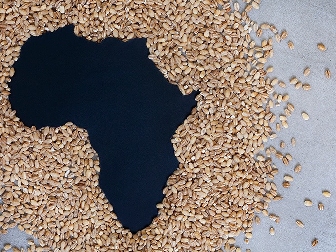 المنتجات الغذائية الخالية من الجلوتين