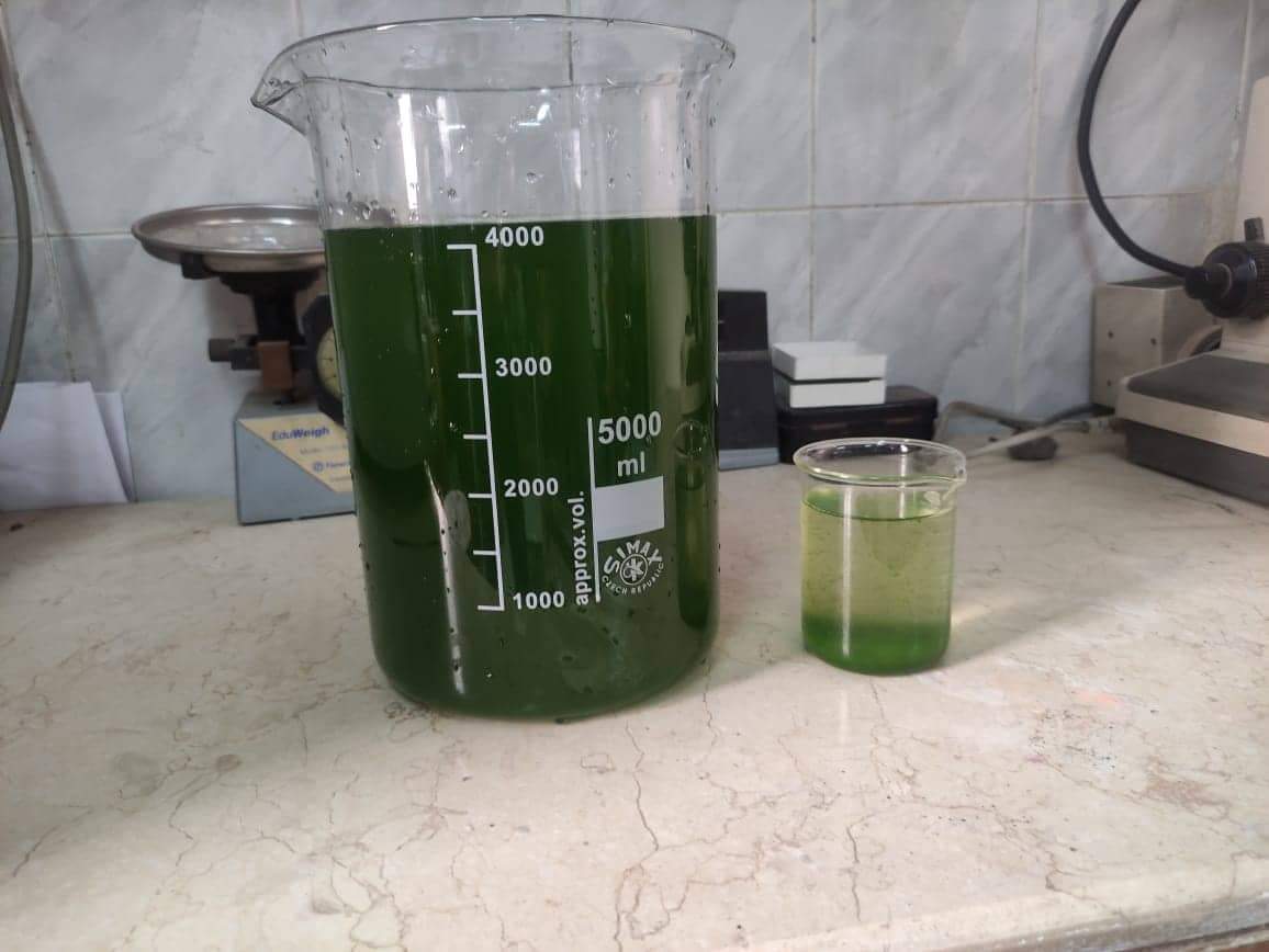 التخلص من الكربون باستخدام الطحالب