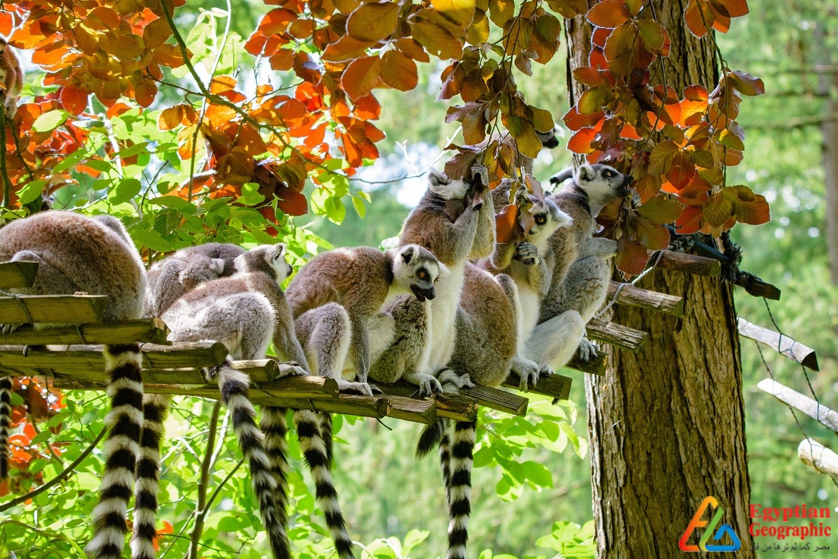 الليمور أحد أبرز علامات مدغشقر