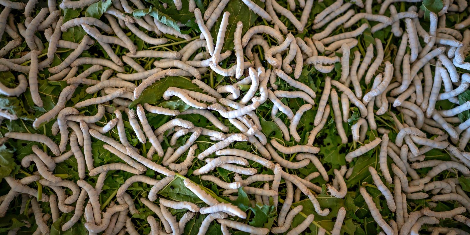 الحشرات الصالحة للأكل