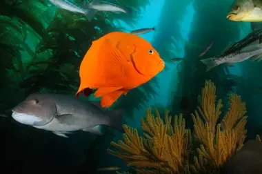 يوفر عشب البحر الغذاء والمأوى للأسماك والحيوانات البحرية والطيور