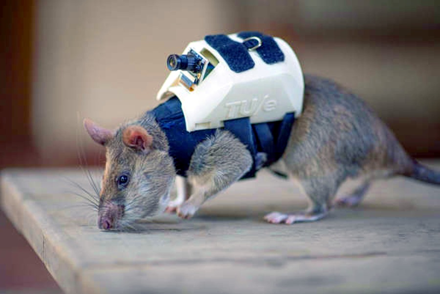 الجرذان في مهمة رسمية لإنقاذ ضحايا الزلزال في تركيا