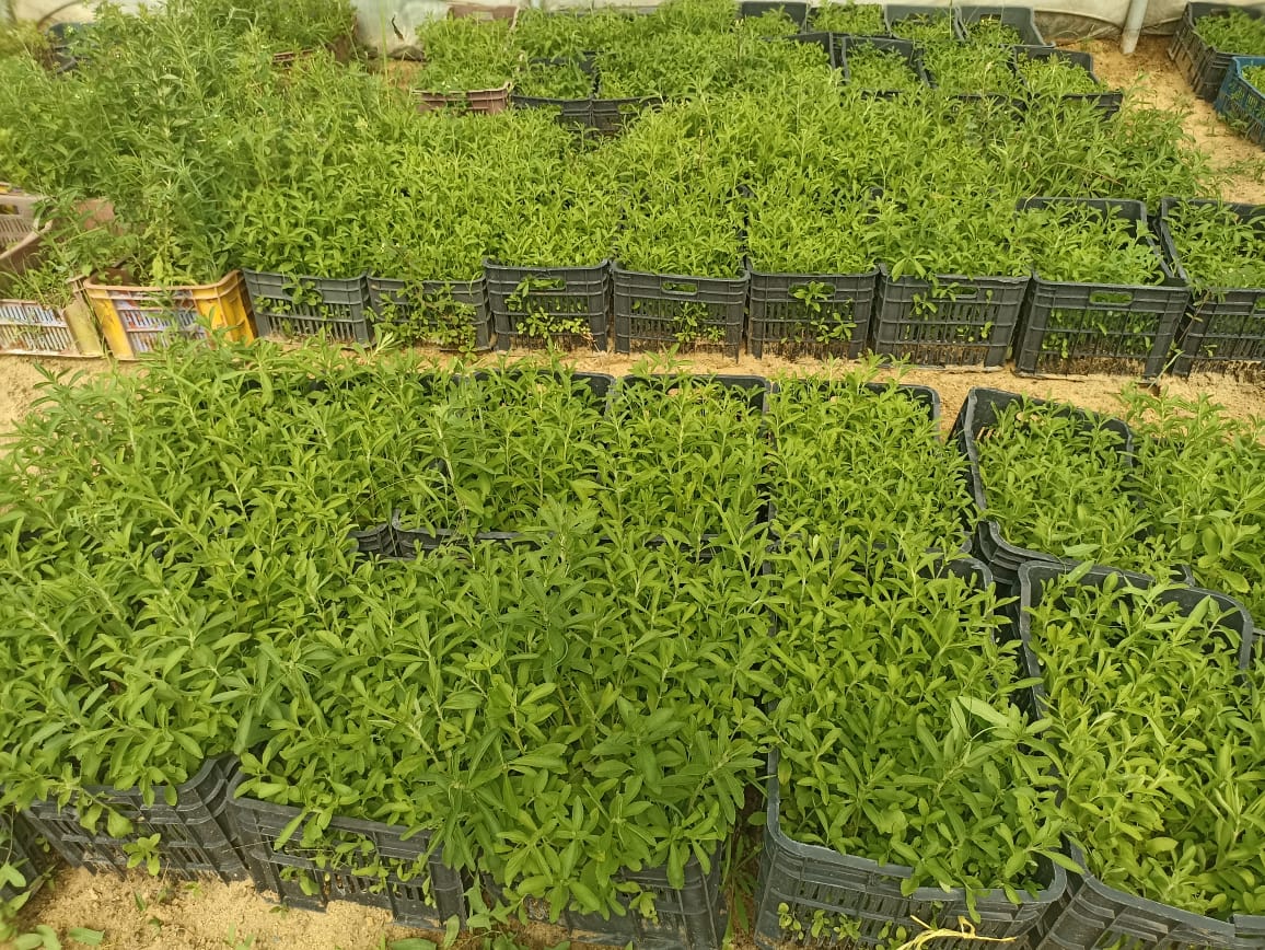 نبات الاستيفيا