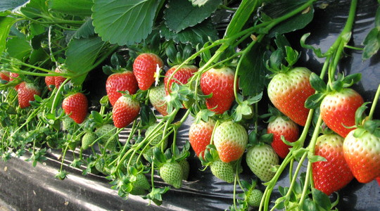 صورة لصوبة فراولة بها صمامات ري أوتوماتيكية ومستشعرات رطوبة تعمل على تقليل استهلاك المياه.