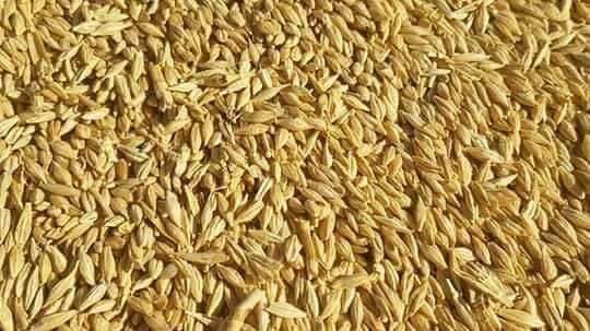 زراعة الشعير