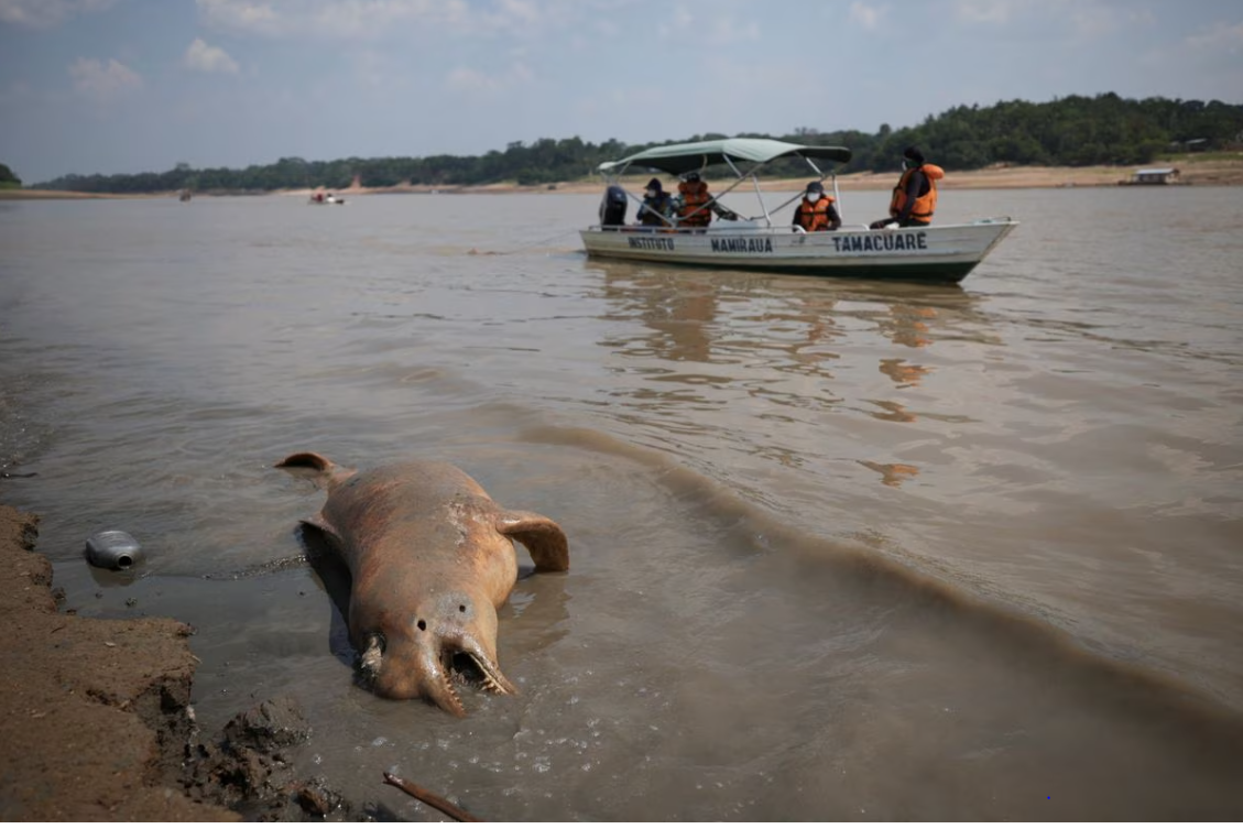 الجفاف والحرارة مسؤولان عن الارتفاع الكبير في معدل وفيات الدلافين