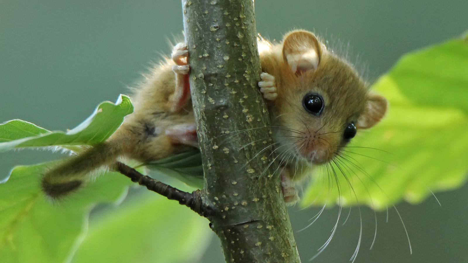 تغير في سلوكيات الطيور والحيوانات البرية