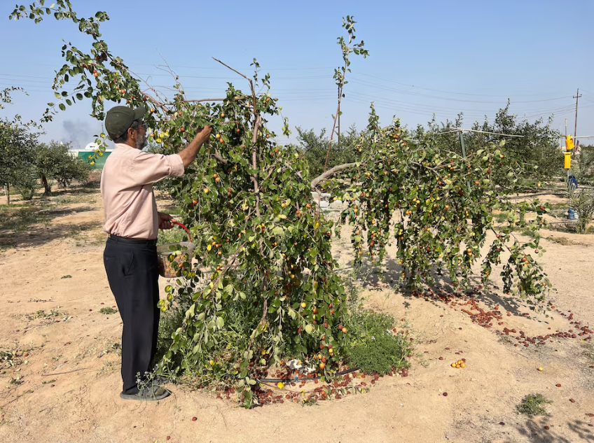 جمع السدر من أشجار العراق