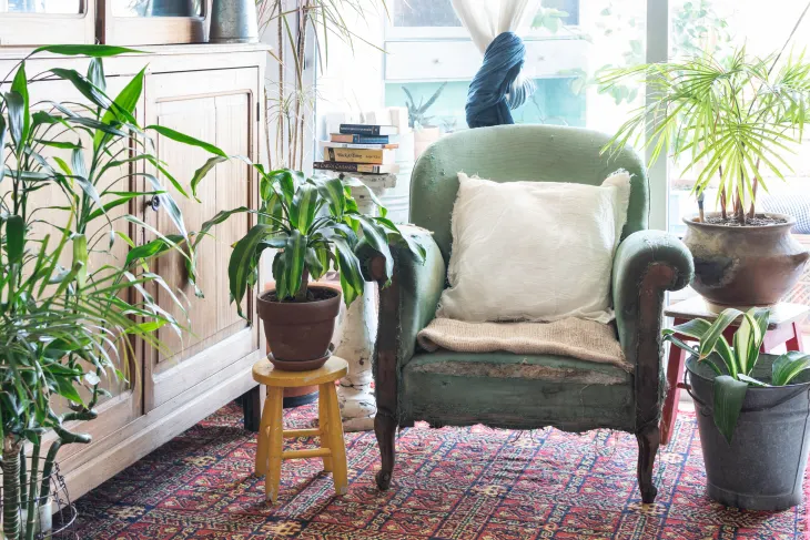 النباتات المنزلية