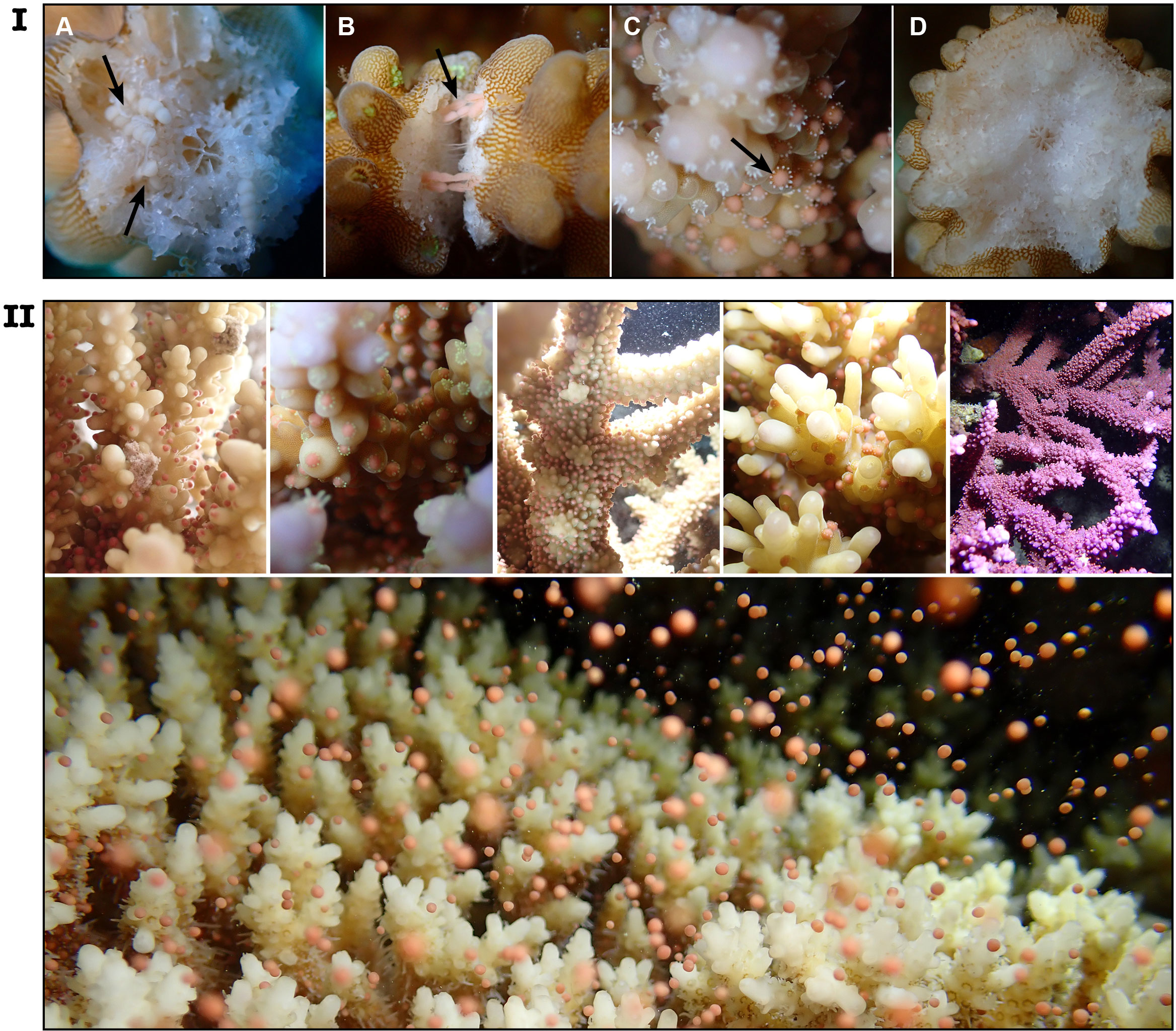 عمليات التفريخ للشعاب المرجانية