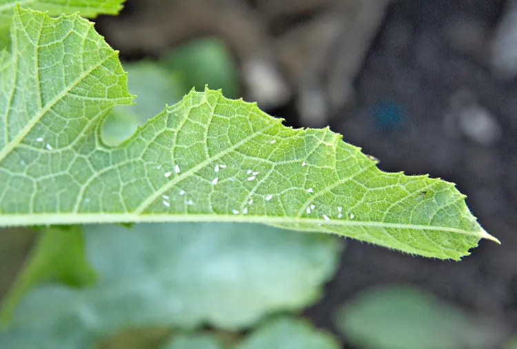 كيف تقاوم الذباب الأبيض في الحديقة
