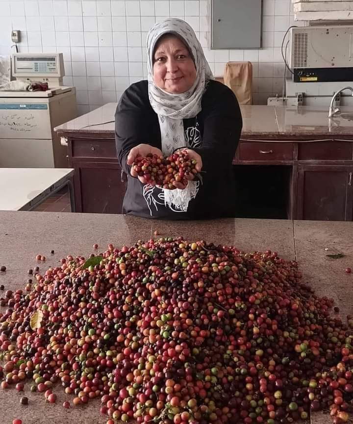 محطة بحوث القناطر الخيرية ونجاح زراعة البن
