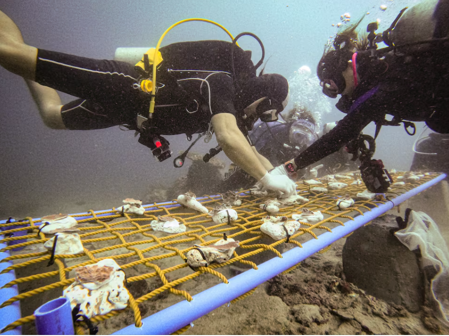 مشاتل الشعاب المرجانية لمحاولة إنقاذها من التبييض