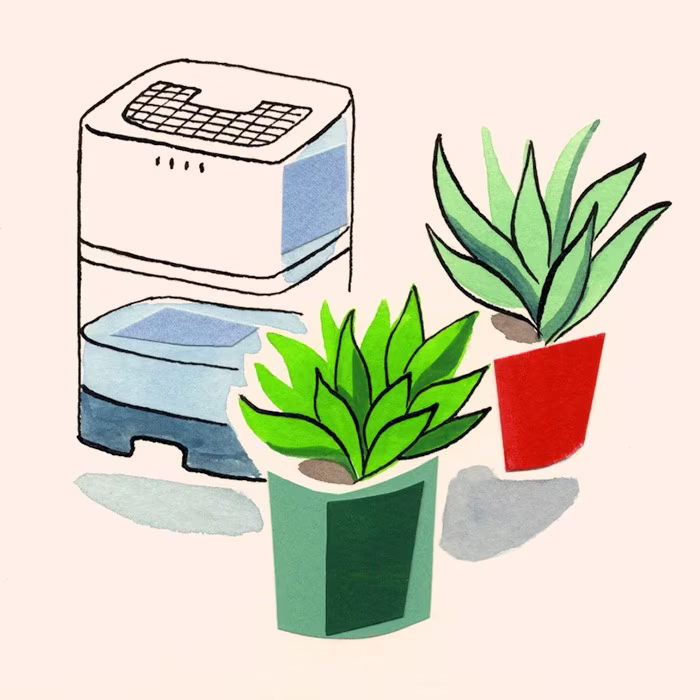 فوائد النباتات المنزلية