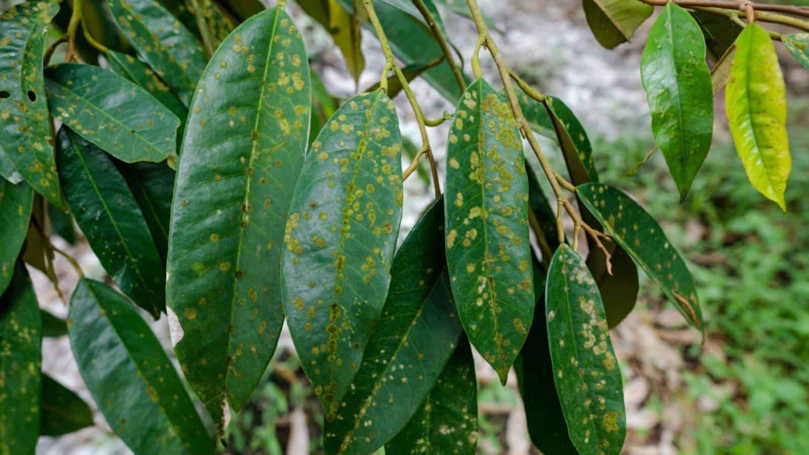 تصاب الأوراق بأمراض تبقع الأوراق