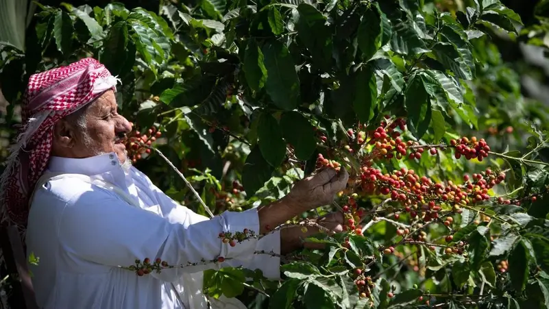 زراعة البن السعودية