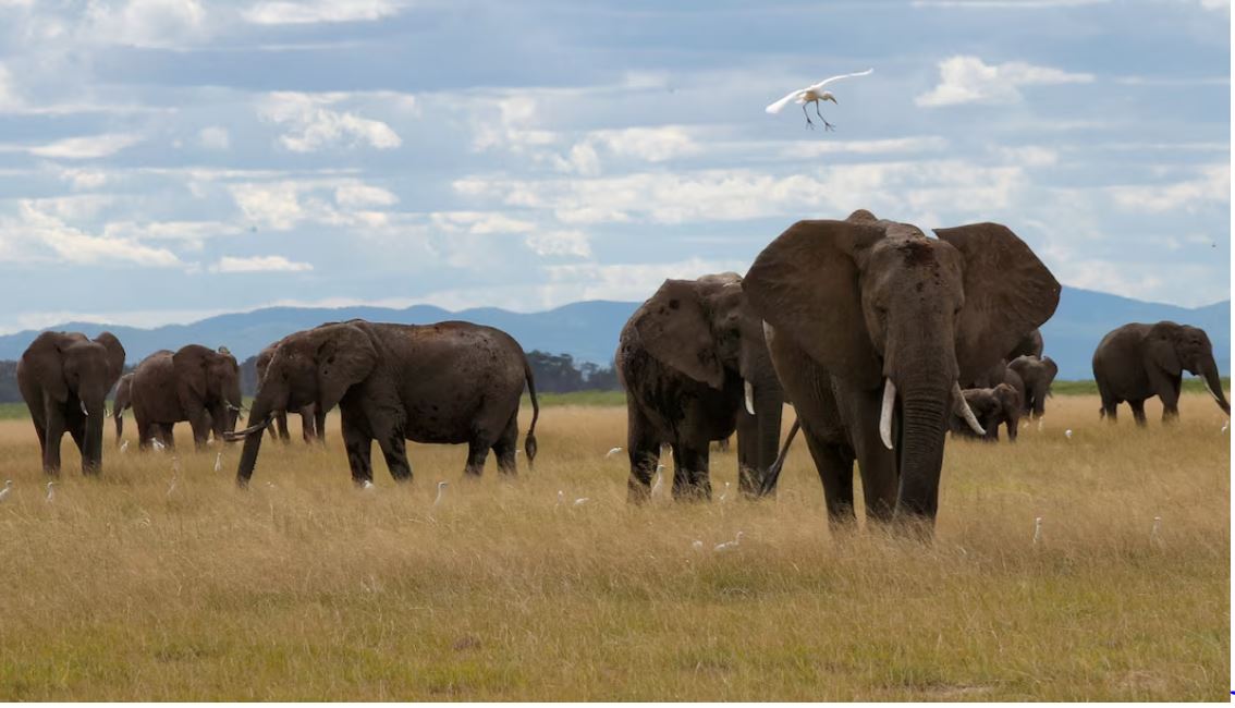 الأفيال في المتنزهات الوطنية الإفريقية