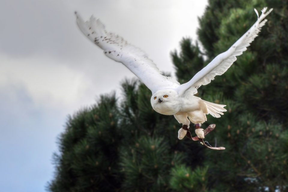 الطيور المهددة بالانقراض