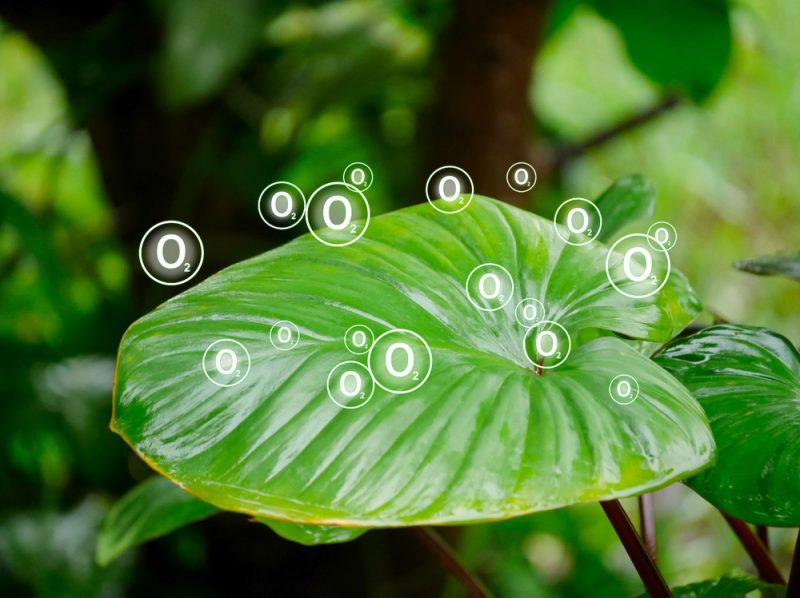 تخزين الطاقة في النباتات يعزز الأمن الغذائي