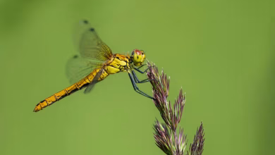 أزمة المناخ كانت السبب وراء فقدان ذكور اليعسوب لزينة أجنحتها
