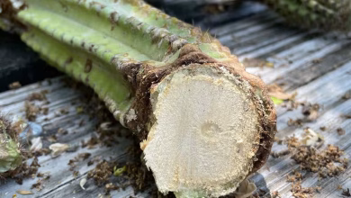 نبات الصبار الشجري الآن