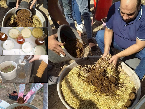 إنتاج سماد عضوي من مخلفات ورد النيل