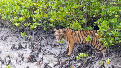 نمر بنغالي بري في الهند