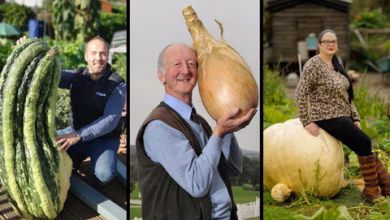 مزراعون يحطمون الأرقام القياسية